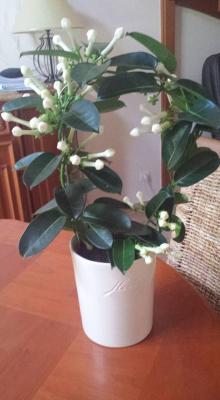 le jasmin de Mélina pour Tata Nounou