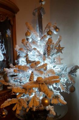 Sapin blanc, Noël 2015